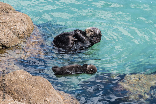 A wild mother Southern Sea Otter (Enhydra lutris) and her 1-day old newborn pup float in the water of a protected tide pool, in Monterey Bay, California.