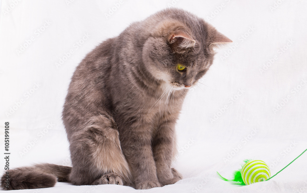 The sitting cat looks at a toy