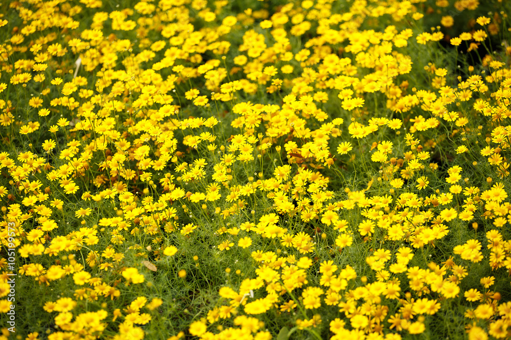 Marigolds flower in garden Marigolds flower in garden