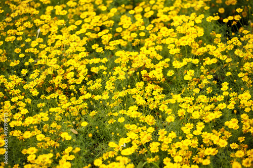 Marigolds flower in garden