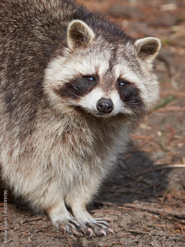 Raccoon (Procyon lotor)