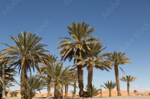 palm trees in the sand desert of Merzouga
