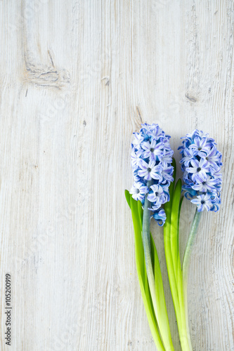 blue striped hyacinth flowers on wooden surface