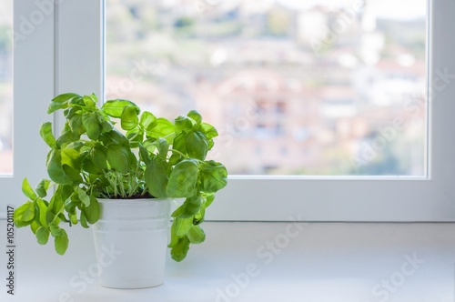 piante di basilico davanti alla finestra; spazio vuoto laterale 