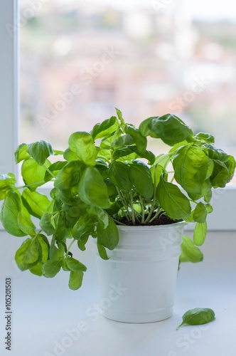 piante di basilico dentro un vasetto bianco vicino alla finestra 