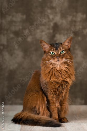 Somali cat portrait at studio