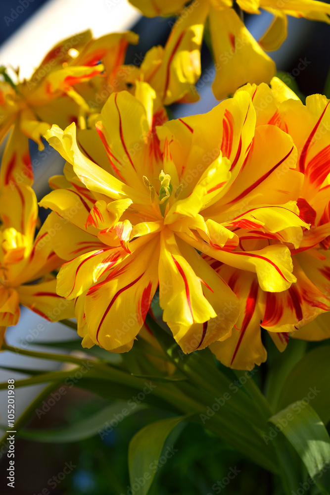 Tulip Monsella Tulip Monsella
