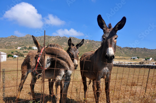 Drei Esel auf Mykonos, Griechenland