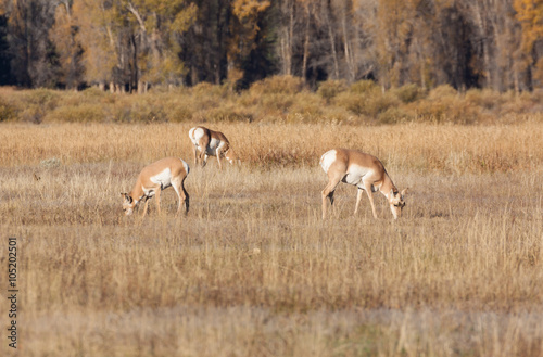 Pronghorn Does