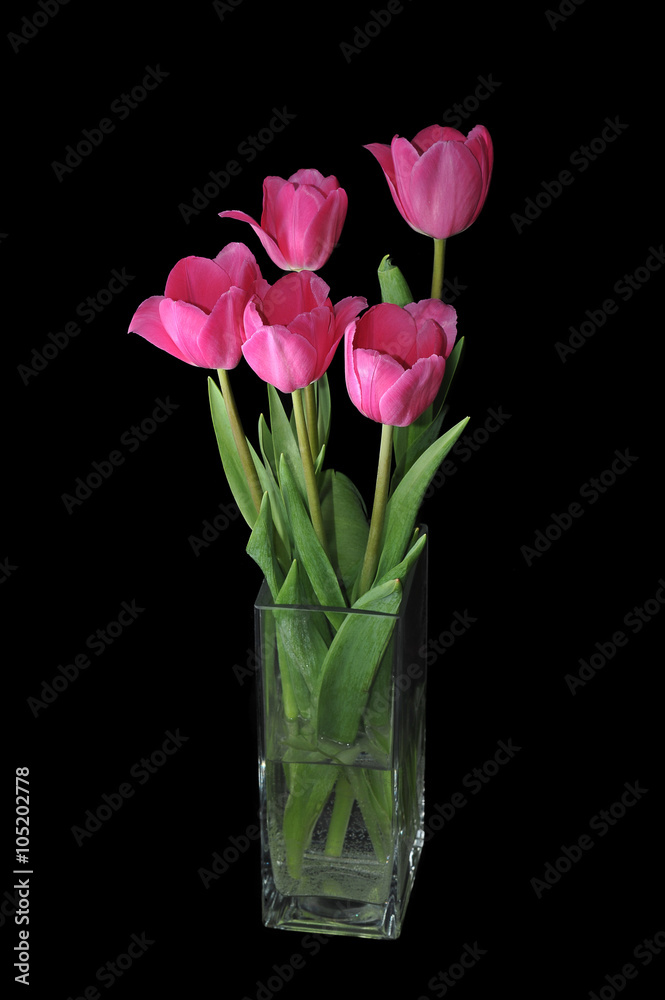 tulips in a vase on black background