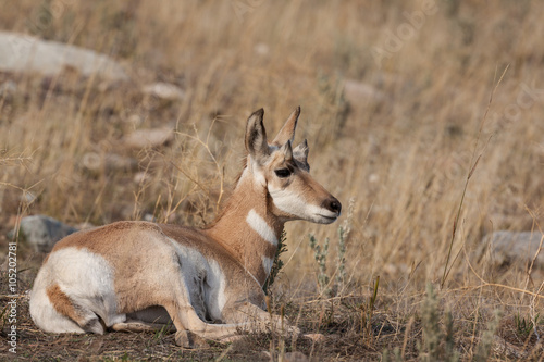 Pronghorn Antelope Fawn