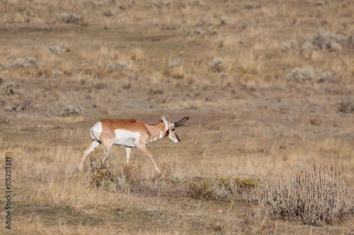 Fototapeta Naklejka Na Ścianę i Meble -  Pronghorn Antelope Buck