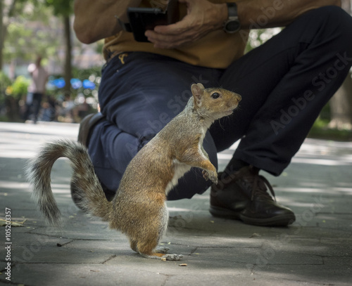 Squirrel Standing Waiting to be Fed: A squirrel standing on it's hind legs waiting for someone to feed it in Madison Square Park in New York City