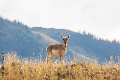 Pronghorn Antelope Doe