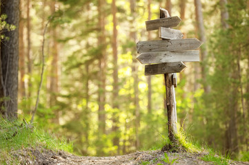 Track pointer on a forest road