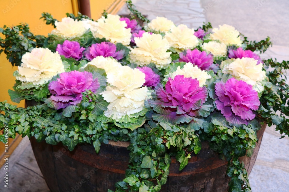 Obraz premium Ornamental cabbages in flower pots in autumn