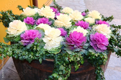Fototapeta Naklejka Na Ścianę i Meble -  Ornamental cabbages in flower pots in autumn