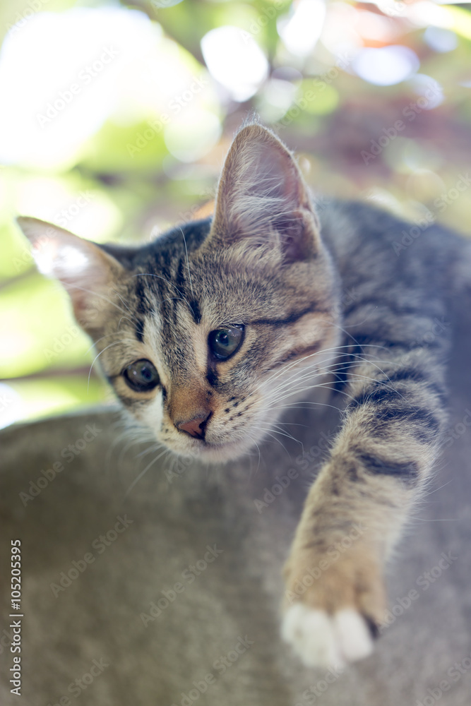 Portrait of a kitten in nature