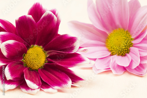 Group of beautiful chrysanthemum flowers with leaves and details 