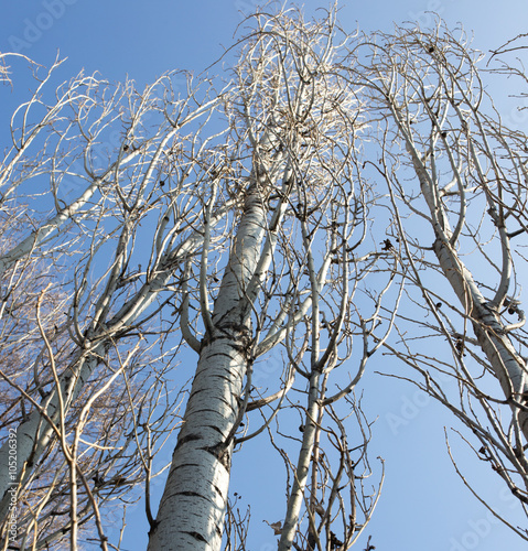 bare branches of a poplar against the blue sky photo
