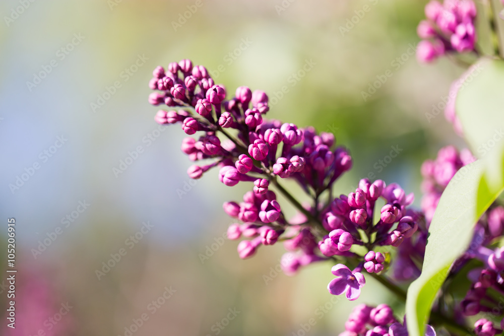 beautiful lilac flowers in nature beautiful lilac flowers in nature