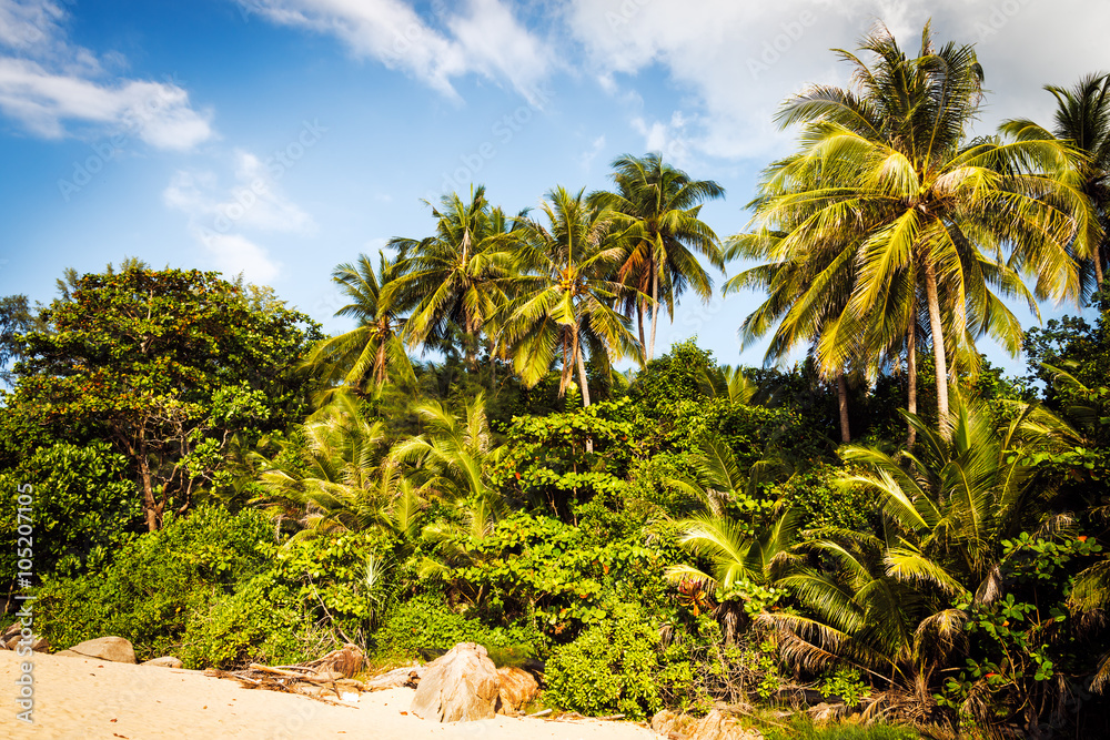 Fototapeta premium Palm trees at blue cloudy sky on tropical coast on sunset
