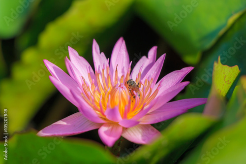 Pink louts water lily flower