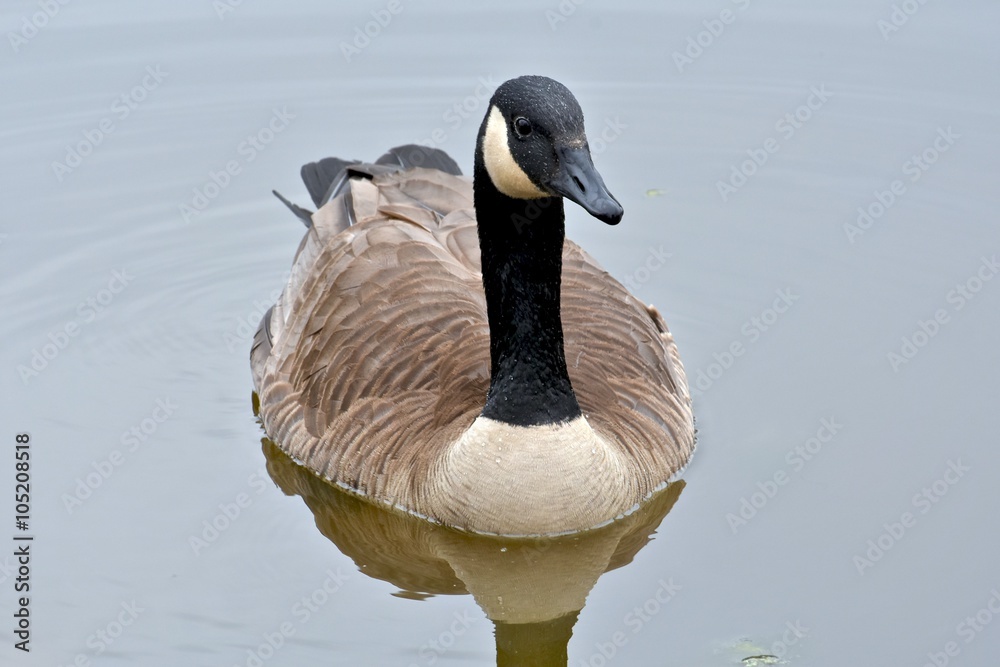 Fototapeta premium Canadian goose