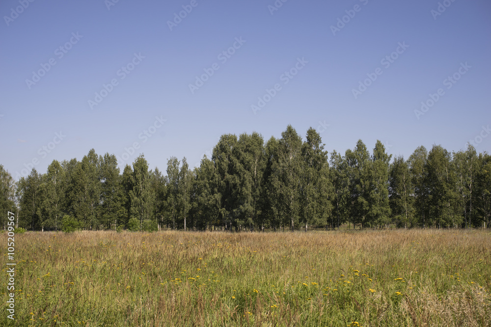 Clearing in the wild forest. Summer, day. Clearing in the wild forest. Summer, day.