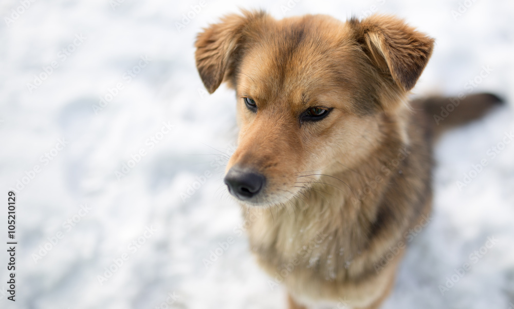 dog portrait outdoors in winter