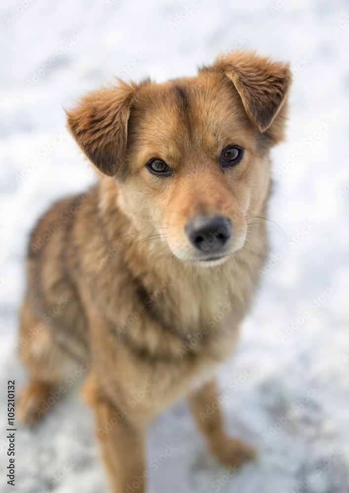 dog portrait outdoors in winter dog portrait outdoors in winter
