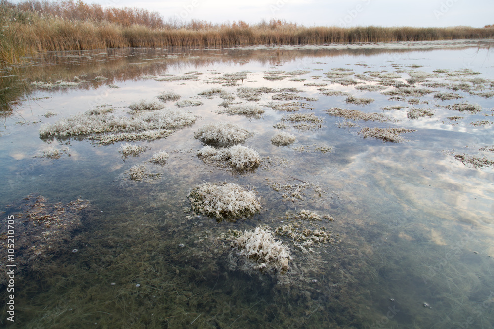 algae in the lake in the autumn as a background algae in the lake in the autumn as a background