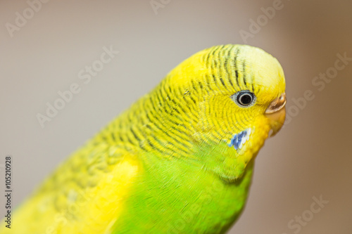Yellow and Green female budgerigar, parakeet