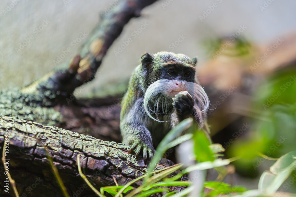 Fototapeta premium close up view of a tamarin