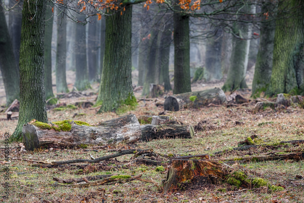 Obraz premium Wald im Nebel