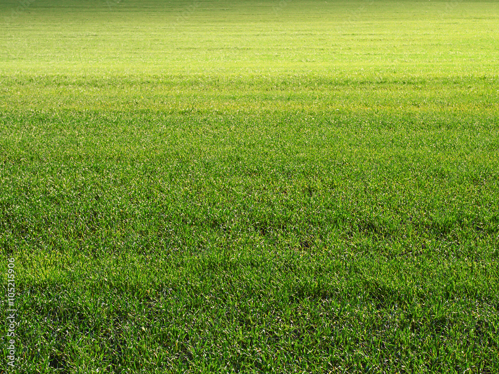 Green grass field background, meadow texture Green grass field background, meadow texture