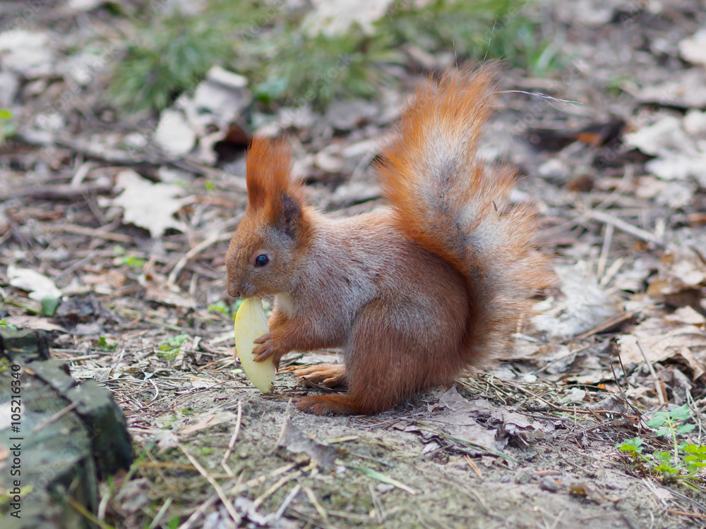 Cute red squirrel eating apple fruit and posing in the park Cute red squirrel eating apple fruit and posing in the park
