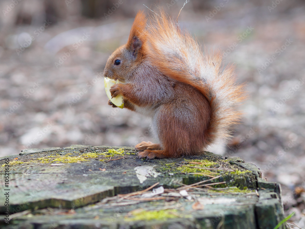 Cute red squirrel eating apple fruit and posing on the stump Cute red squirrel eating apple fruit and posing on the stump