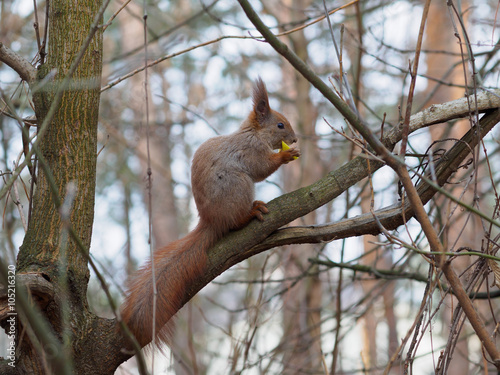 Cute red squirrel eating apple in and posing on the branch in park