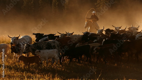 Cowboy herding cattle at sunset, slow motion