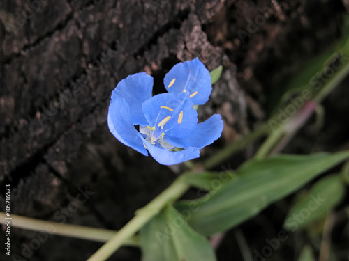 Commelina cyanea growing near Macksville in New South Wales