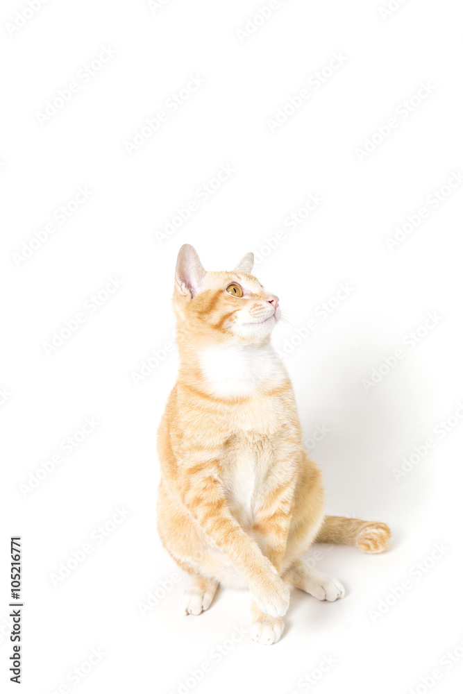 Fototapeta premium Orange little Cat on white background
