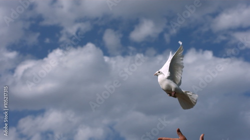 Dove is released into sky, slow motion