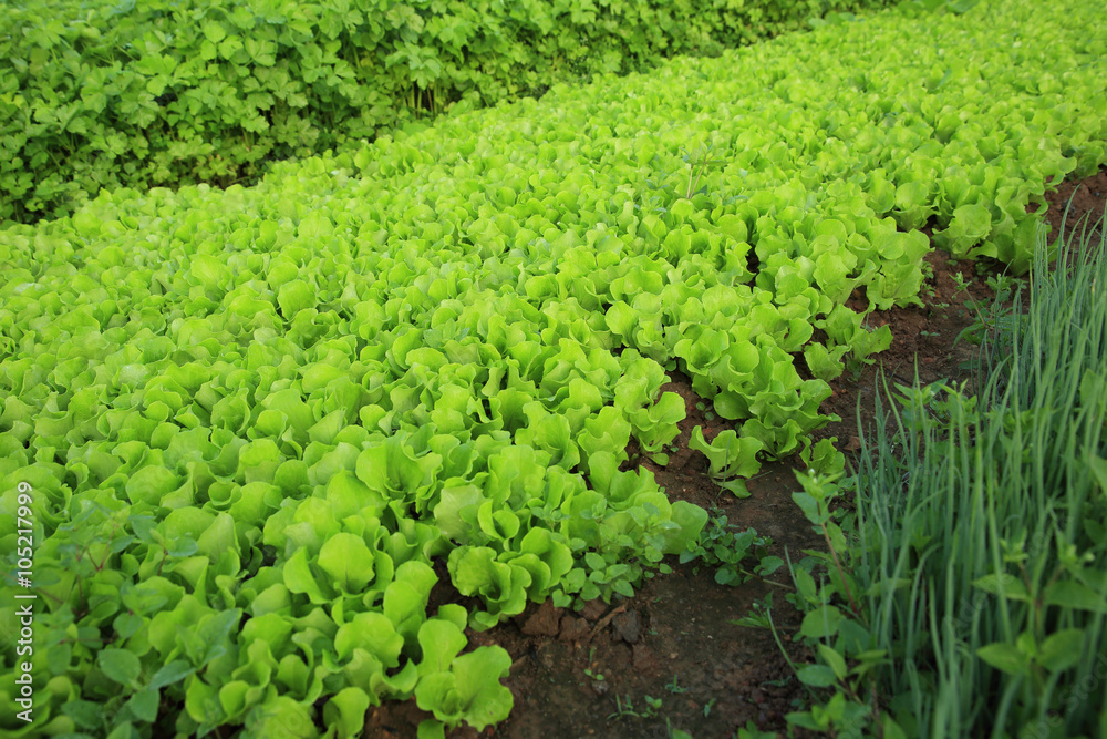 variety vegetable plants in growth at vegetable garden