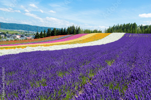 Furano lavender