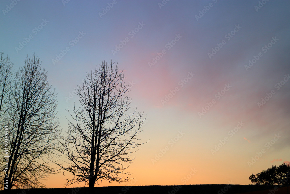 並木と夕焼けグラデイション（冬）