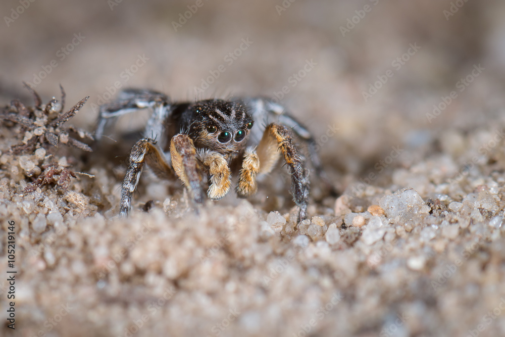 Springspinne (Aelurillus v-insignitus) Männchen Springspinne (Aelurillus v-insignitus) Männchen