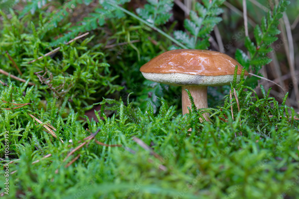 Maronen-Röhrling (Imleria bahia) im feuchten Herbstwald Maronen-Röhrling (Imleria bahia) im feuchten Herbstwald