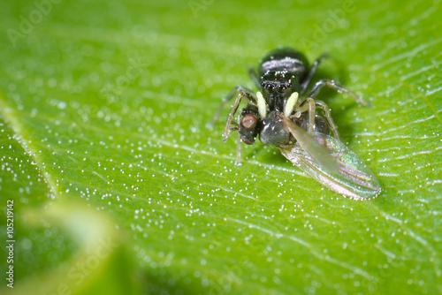 Kupfrige Sonnenspringspinne (Heliophanus cupreus) mit einer Fliege als Beute photo