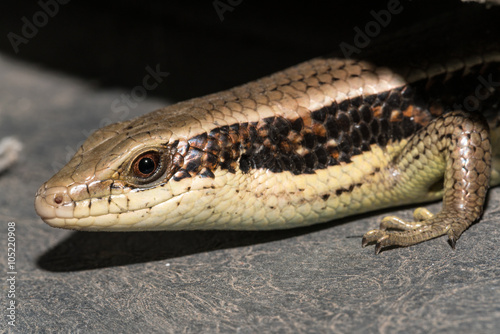 Reptile type ;Skink - Head and face / Macro image (Scincidae) 